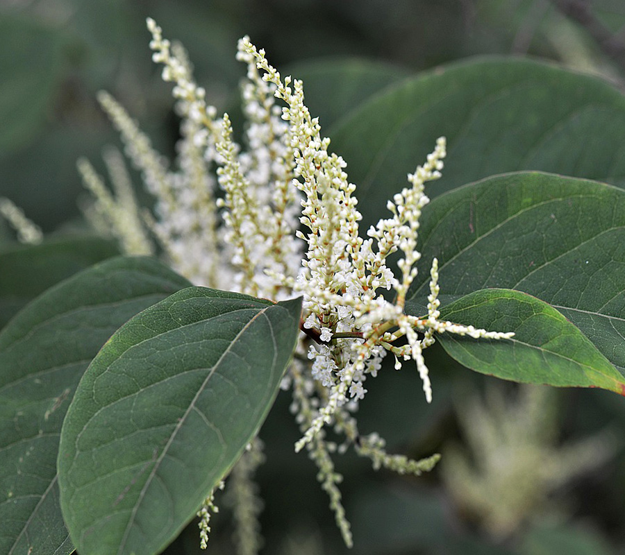 Japanese-Knotweed