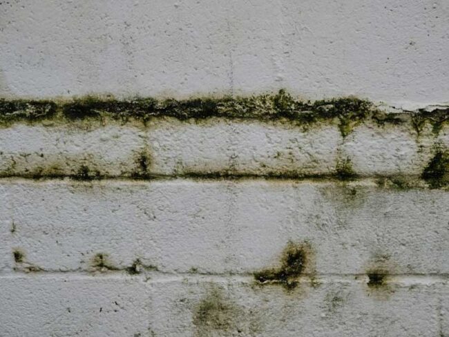 fungi-wall Disrepair Issues