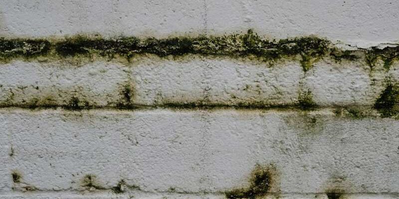 fungi-wall Disrepair Issues