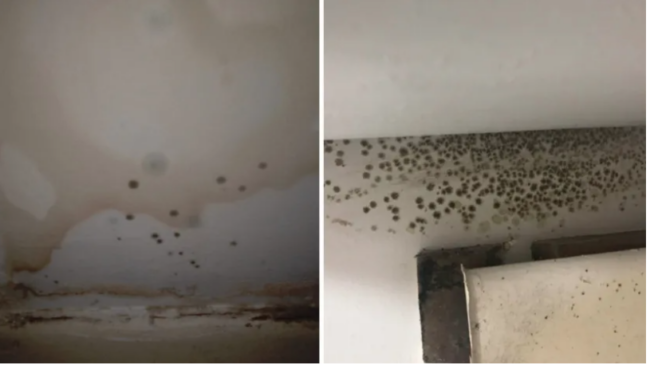 Bristol man left living in damp